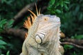 Head green iguana - large species of lizard with green and orange colors - central America Ã¢â¬â Costa Rica